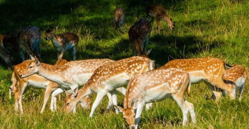 Kathmandu/Pokhara: Wildlife, Culture and Jungle Safari Tour - Key Points