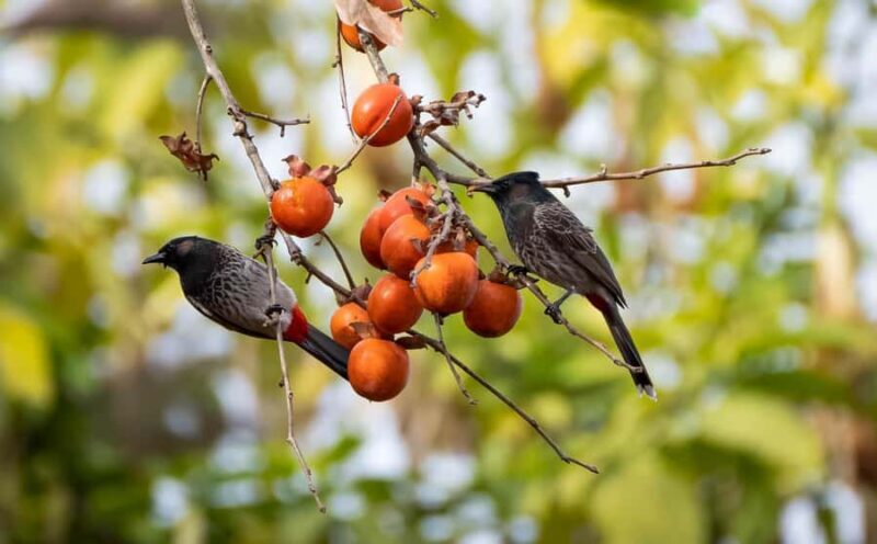 Kathmandu: Shivapuri National Park Nature Photography Tour - Key Points