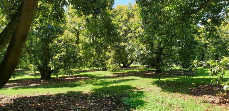 Katikati: Guided Avocado Adventures with Tasty Treats - Guided Insights: From Planting to Plate