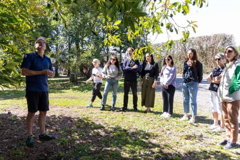 Katikati: Guided Avocado Adventures with Tasty Treats - The Value of this Experience