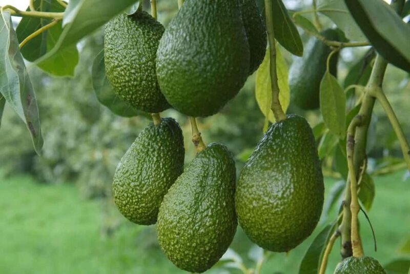 Katikati: Guided Avocado Adventures with Tasty Treats - Final Thoughts: Who Will Love This Tour?