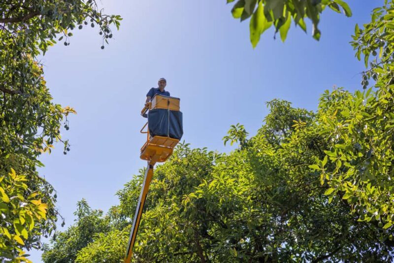 Katikati: Guided Avocado Adventures with Tasty Treats - FAQ