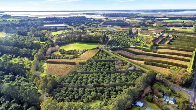 Katikati: Guided Gourmet Avocado Tour - FAQs