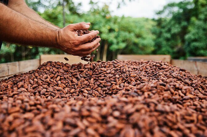 Kauai Chocolate Farm Tasting Tour - FAQs