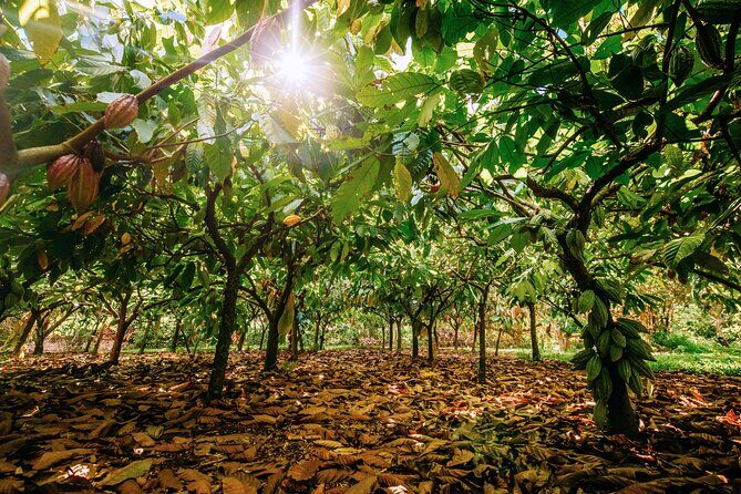 Kauai Chocolate Farm Tasting Tour - Final Thoughts