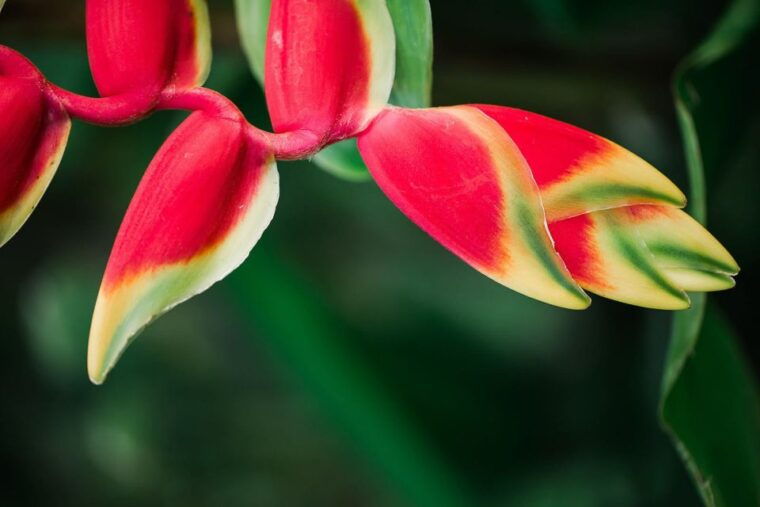 kauai-mcbryde-garden-self-guided-visit