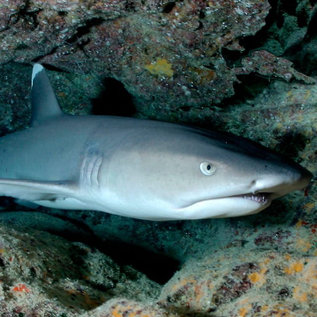 kauai-morning-2-tank-boat-dive-for-experienced-divers