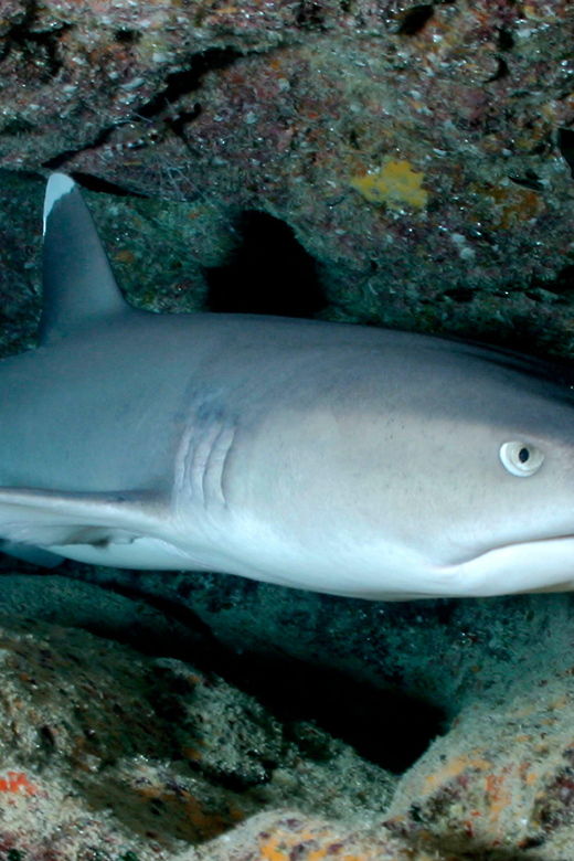 kauai-morning-2-tank-boat-dive-for-experienced-divers