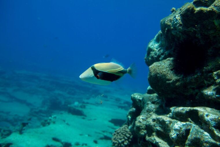 kauai-niihau-and-na-pali-coast-full-day-boat-tour