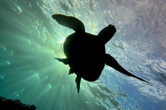 kauais-exclusive-morning-scuba-charter-for-experienced-divers