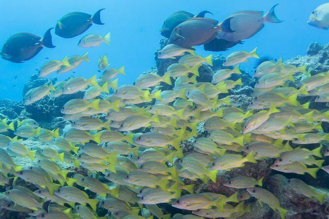 Kauai's Ultimate Discover Scuba Dive - OCEAN EXPERIENCE (1 Tank Dive) - The Post-Dive Experience