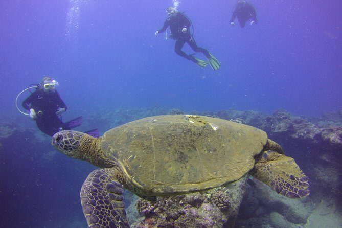Kauai's Ultimate Discover Scuba Dive - OCEAN EXPERIENCE (1 Tank Dive) - Practical Details and Considerations