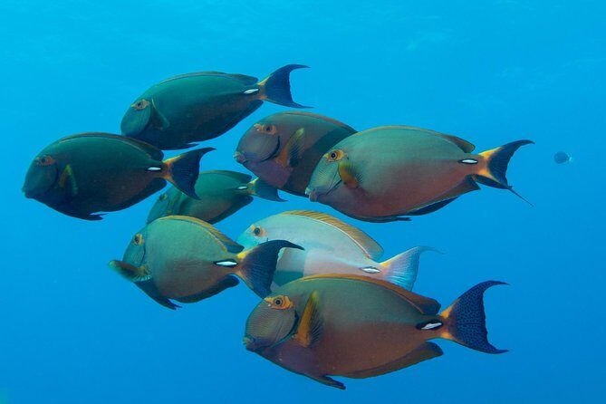 Kauai's Ultimate Discover Scuba Dive - OCEAN EXPERIENCE (1 Tank Dive) - Authentic Experiences & Real Feedback