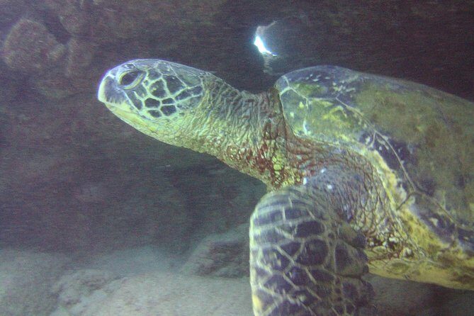 Kauai's Ultimate Discover Scuba Dive - OCEAN EXPERIENCE (1 Tank Dive) - FAQs