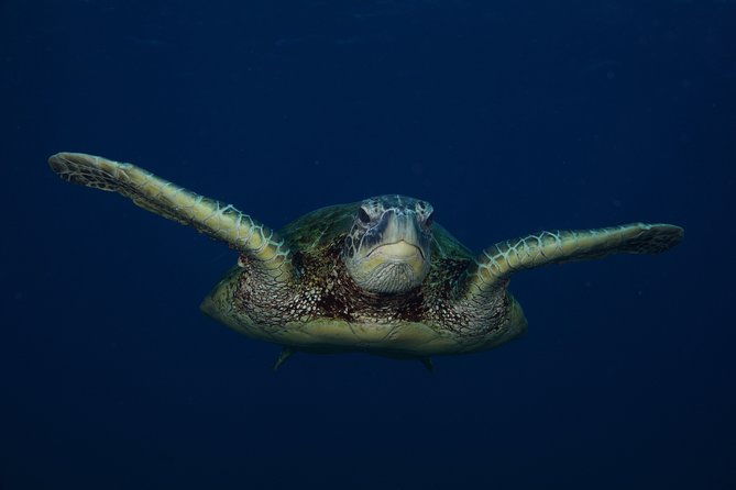 kauais-ultimate-guided-shore-snorkel-no-boat-south-poipu