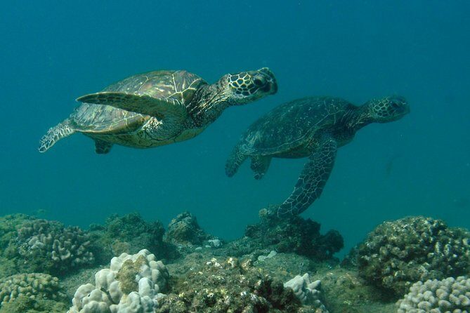 Kauai's Ultimate South Shore 2 Tank Dive (Certified Divers Only) - A Closer Look at the Experience