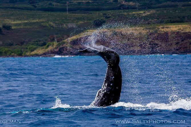 Kauai's Ultimate South Side Whale & Dolphin Zodiac Boat Adventure - The Value for Money