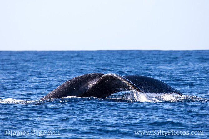 Kauai's Ultimate South Side Whale & Dolphin Zodiac Boat Adventure - Who Is This Tour Best For?