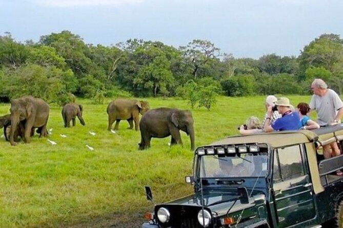 Kaudulla Jeep Safari & Dambulla Day Tour From Trincomalee - An In-Depth Look at the Tour Experience