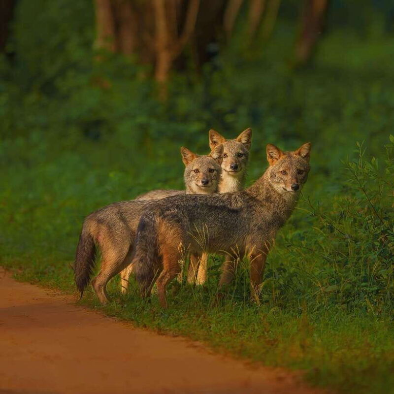 kaudulla-national-park-elephant-safari-jeep-tour