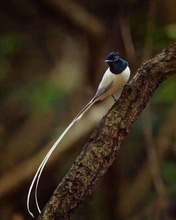 kaudulla-national-park-elephant-safari-jeep-tour