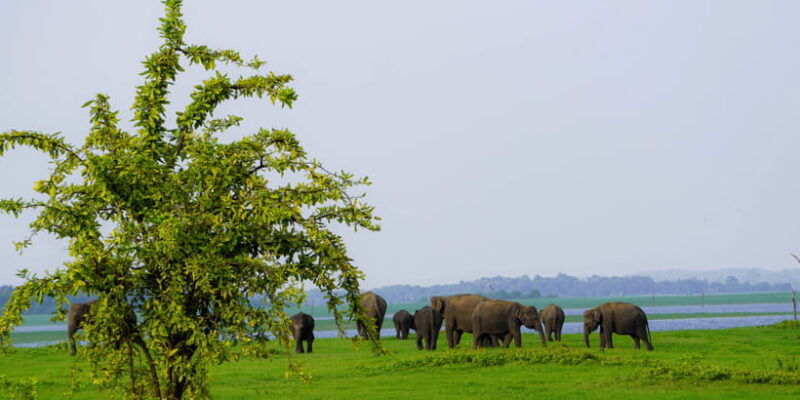 kaudulla-national-park-half-day-sri-lanka-jeep-safari