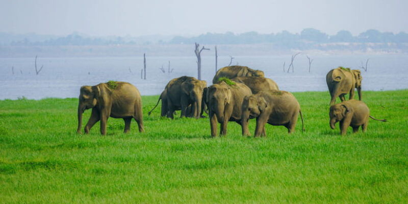kaudulla-national-park-half-day-sri-lanka-jeep-safari