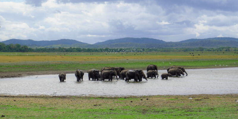 kaudulla-national-park-half-day-sri-lanka-jeep-safari