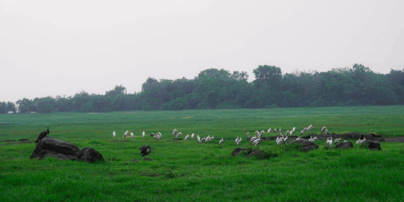 kaudulla-national-park-half-day-sri-lanka-jeep-safari