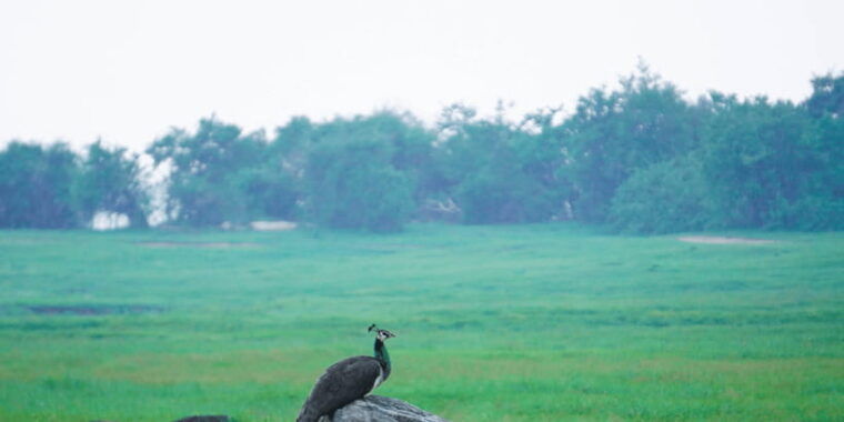 kaudulla-national-park-half-day-sri-lanka-jeep-safari
