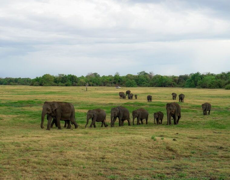 kaudulla-national-park-half-day-sri-lanka-jeep-safari
