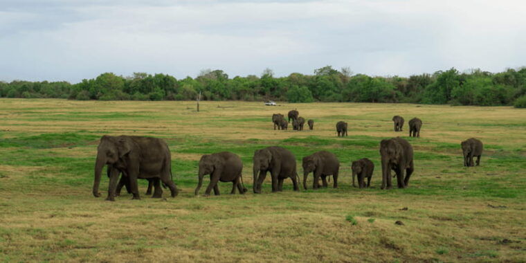 kaudulla-national-park-half-day-sri-lanka-jeep-safari