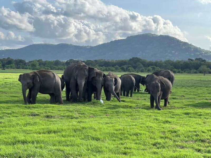 kaudulla-national-park-halfday-jeep-safari-with-hotel-pickup