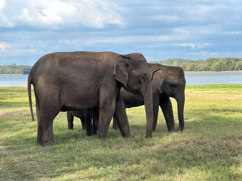 kaudulla-national-park-halfday-jeep-safari-with-hotel-pickup