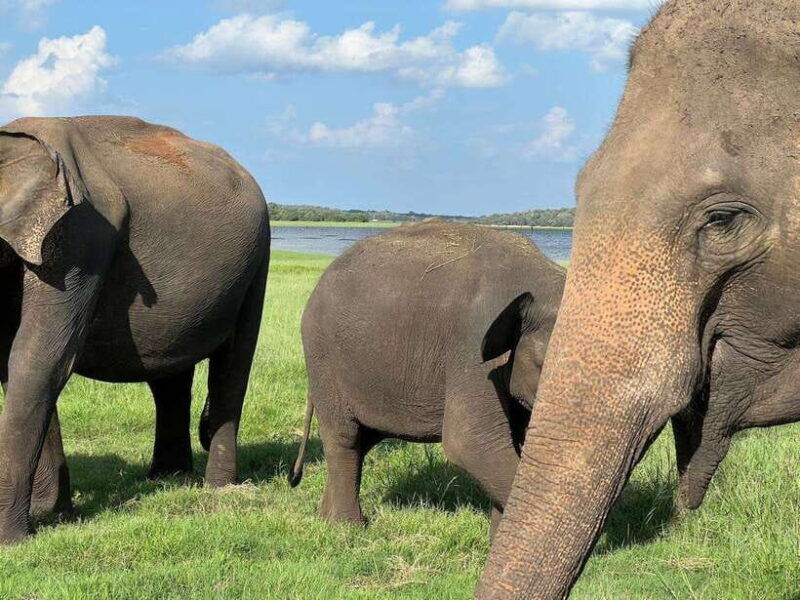 kaudulla-national-park-halfday-jeep-safari-with-hotel-pickup