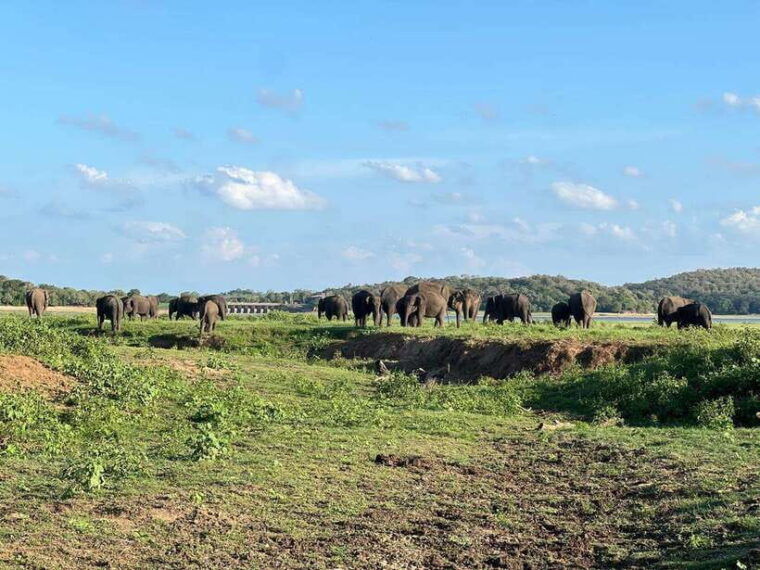 kaudulla-national-park-halfday-jeep-safari-with-hotel-pickup