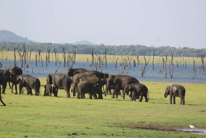 Kaudulla National Park Jeep Safari - The Safari Duration and Experience