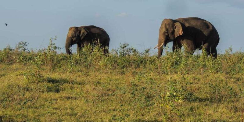 kaudulla-national-park-private-safari-2