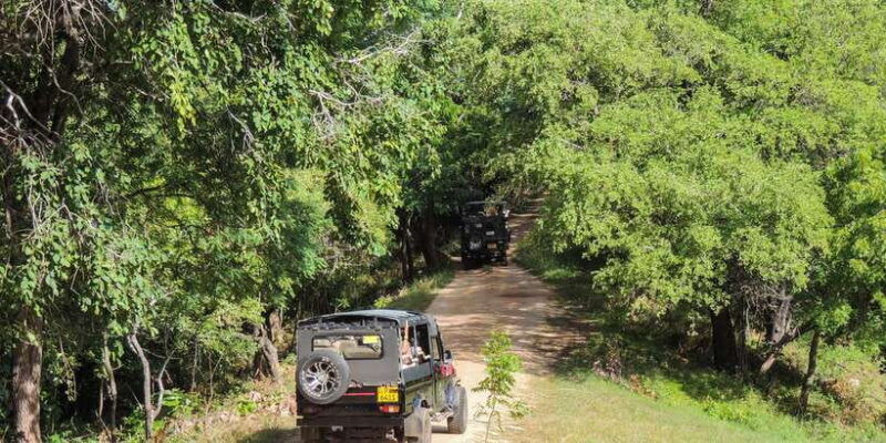 kaudulla-national-park-private-safari-2