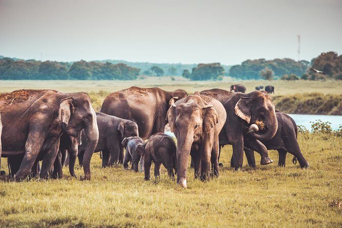 Kaudulla National Park Private Safari - What Makes This Tour Stand Out?