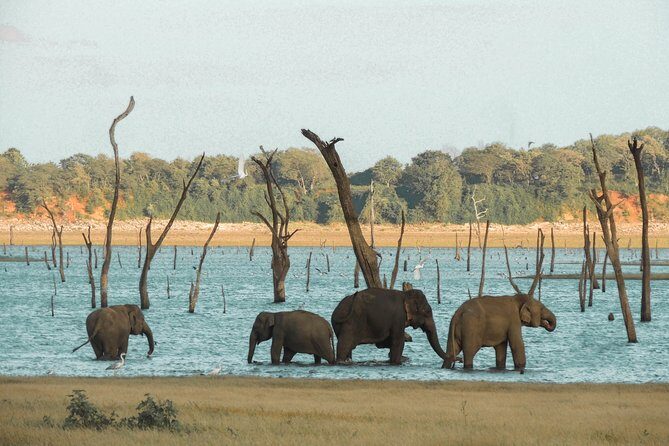 Kaudulla National Park Private Safari - Practical Tips for Your Safari