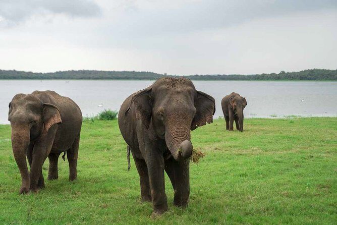 Kaudulla National Park Private Safari - Who Will Love This Experience?