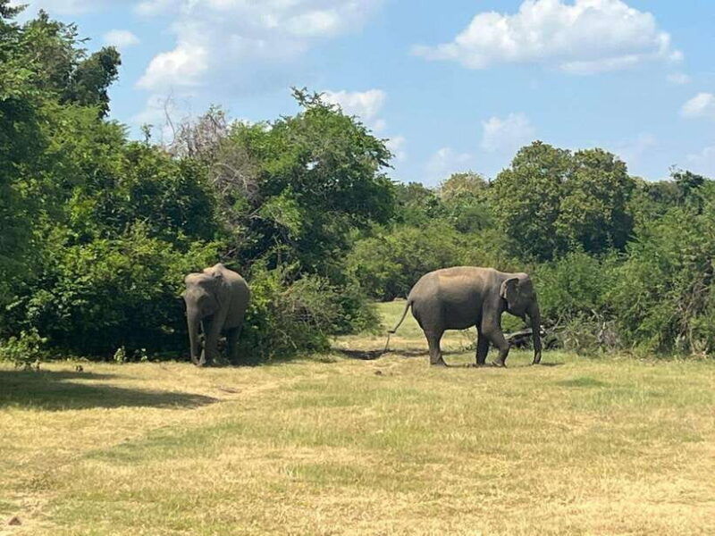 kaudulla-national-park-private-safari