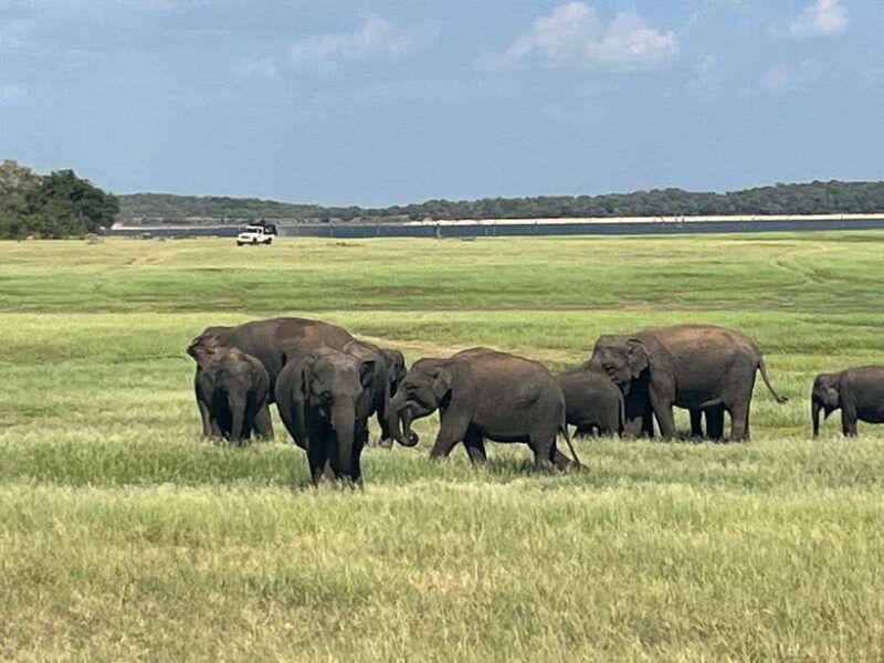 kaudulla-national-park-private-safari