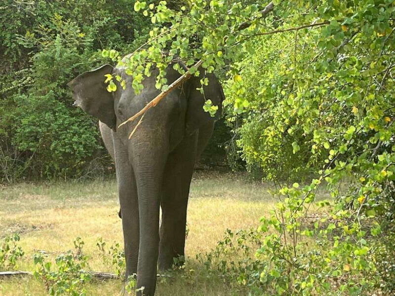 kaudulla-national-park-private-safari