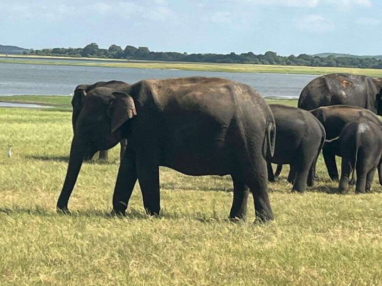 kaudulla-national-park-private-safari