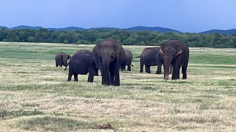 kaudulla-national-park-private-safari