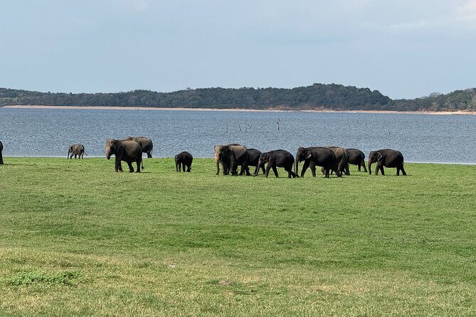Kaudulla National Park Safari [Morning /Evening] - The Full Experience: What You Can Expect
