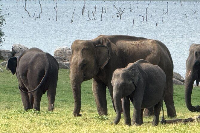 Kaudulla National Park Safari [Morning /Evening] - Who Should Consider This Tour?