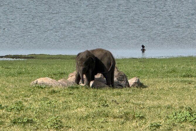 Kaudulla National Park Safari [Morning /Evening] - FAQ